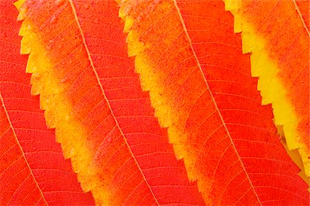 simsearch:600-07784413,k - Close-up of autumn leaves of a Staghorn Sumac - Vinegar Tree (Rhus typhina) in Bavaria, Germany, Europe Stock Photo - Premium Royalty-Free, Code: 600-08986168