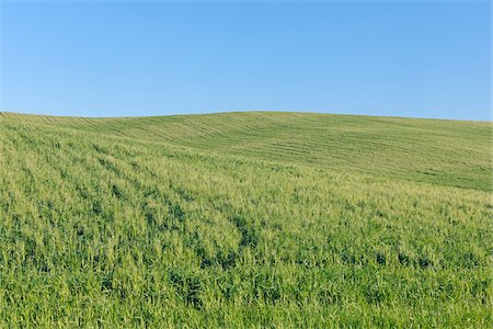 simsearch:600-06773257,k - Green wheat field with clear blue sky in spring near Ronda in the Malaga Province in Andalusia, Spain Stock Photo - Premium Royalty-Free, Code: 600-08986204