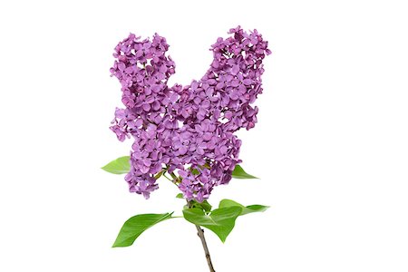 Close-up of purple Lilac (syringa) flowers on a white background, studio shot Stock Photo - Premium Royalty-Free, Code: 600-08986219