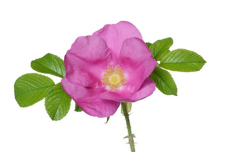 Close-up of rugosa rose (rosa rugosa) on a white background, Germany Stock Photo - Premium Royalty-Free, Code: 600-08986222