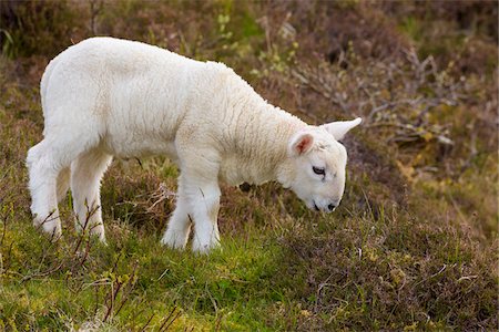 simsearch:649-07560533,k - Close-up of lamb grazing in springtime at Dunvegan on the Isle of Skye in Scotland, United Kingdom Stock Photo - Premium Royalty-Free, Code: 600-08986252
