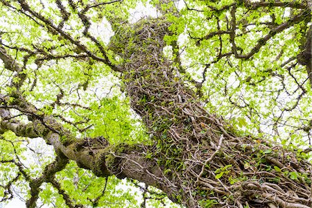 simsearch:700-06334366,k - Ivy vines surrounding old gnarled tree trunk in springtime on the Isle of Skye in Scotland, United Kingdom Stock Photo - Premium Royalty-Free, Code: 600-08986261