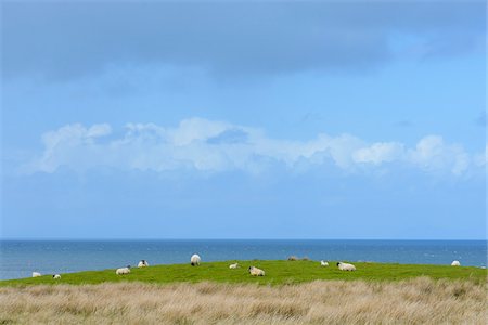 simsearch:649-07560533,k - Coastal landscape with sheep grazing in field on the Isle of Skye in Scotland, United Kingdom Stock Photo - Premium Royalty-Free, Code: 600-08986456
