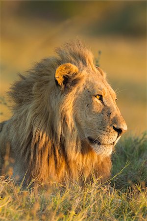 simsearch:600-07760219,k - Portrait of an African lion (Panthera leo) laying in the grass looking into the distance at Okavango Delta in Botswana, Africa Stock Photo - Premium Royalty-Free, Code: 600-09005394