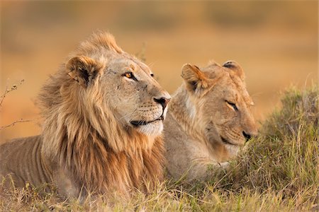 face sideview - African lion and lioness (Panthera leo) lying in the grass at Okavango Delta in Botswana, Africa Stock Photo - Premium Royalty-Free, Code: 600-09005395