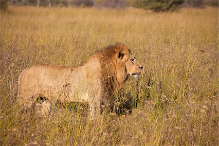 simsearch:400-04836462,k - African lion (Panthera leo) standing in tall grass at the Okavango Delta in Botswana, Africa Foto de stock - Sin royalties Premium, Código: 600-09005397