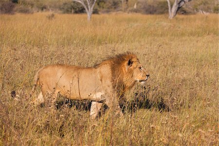 simsearch:400-04836462,k - African lion (Panthera leo) walking through tall grass at the Okavango Delta in Botswana, Africa Foto de stock - Sin royalties Premium, Código: 600-09005398