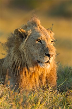simsearch:600-07760219,k - Portrait of an African lion (Panthera leo) laying in the grass looking into the distance at Okavango Delta in Botswana, Africa Stock Photo - Premium Royalty-Free, Code: 600-09005393