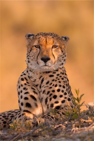 simsearch:700-02659799,k - Portrait of a cheetah (Acinonyx jubatus) lying on the ground at the Okavango Delta in Botswana, Africa Stock Photo - Premium Royalty-Free, Code: 600-09005406