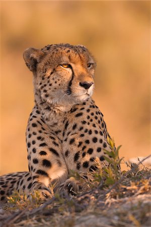simsearch:600-07760219,k - Portrait of a cheetah (Acinonyx jubatus) lying on the ground at the Okavango Delta in Botswana, Africa Stock Photo - Premium Royalty-Free, Code: 600-09005407
