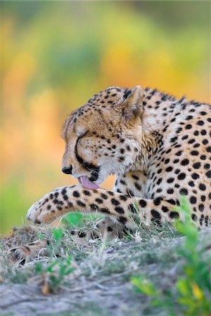 simsearch:700-02659799,k - Cheetah (Acinonyx jubatus) licking his paw at the Okavango Delta in Botswana, Africa Stock Photo - Premium Royalty-Free, Code: 600-09005408