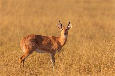 Portrait of Red lechwe (Kobus leche leche) standing in tall grass and looking at camera on the Okavango Delta in Botswana, Africa Stock Photo - Premium Royalty-Free, Code: 600-09005410