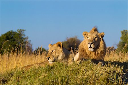 simsearch:600-07760219,k - African lion and lioness (Panthera leo) lying in the grass together looking into the distance at Okavango Delta in Botswana, Africa Stock Photo - Premium Royalty-Free, Code: 600-09005412