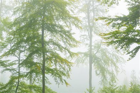 simsearch:841-06500564,k - Close-up of beech trees in a forest on a misty morning in the Nature Park in the Spessart mountains in Bavaria, Germany Stock Photo - Premium Royalty-Free, Code: 600-09005427