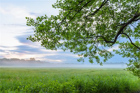 simsearch:649-06432787,k - Tree (Black alder) and grassy meadow in morning mist in Hesse, Germany Stock Photo - Premium Royalty-Free, Code: 600-09005422