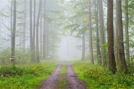 Path through a misty beech forest in the Nature Park in the Spessart mountains in Bavaria, Germany Stock Photo - Premium Royalty-Free, Code: 600-09005430