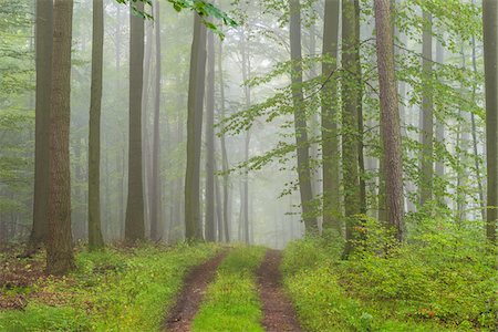simsearch:600-08916149,k - Path through a misty beech forest in the Nature Park in the Spessart mountains in Bavaria, Germany Stock Photo - Premium Royalty-Free, Code: 600-09005431