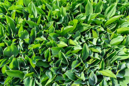 Overhead view of lily of the valley leaves in Rust at Lake Neusiedl in Burgenland, Austria Fotografie stock - Premium Royalty-Free, Codice: 600-09013776