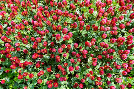 simsearch:600-07945192,k - Crimson clover (Trifolium incarnatum) growing in a field in Burgenland, Austria Stock Photo - Premium Royalty-Free, Code: 600-09013785