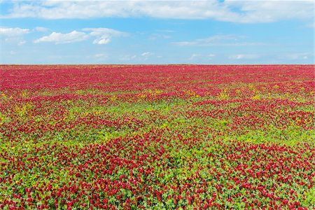 pictures of red flowers in fields - Field of crimson clover (Trifolium incarnatum) on a sunny day in Burgenland, Austria Stock Photo - Premium Royalty-Free, Code: 600-09013787