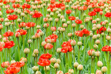 Red tulip buds opening in spring at the Keukenhof Gardens in Lisse, South Holland in the Netherlands Foto de stock - Sin royalties Premium, Código: 600-09013816