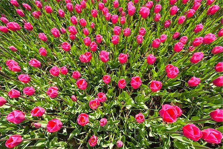 Bright pink tulips in spring at the Keukenhof Gardens in Lisse, South Holland in the Netherlands Foto de stock - Sin royalties Premium, Código: 600-09013812