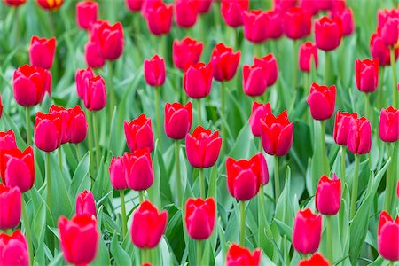 simsearch:600-03484615,k - Vibrant red tulips in spring at Keukenhof Gardens in Lisse, South Holland in the Netherlands Foto de stock - Sin royalties Premium, Código: 600-09013820