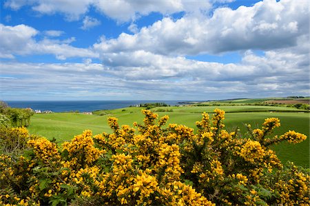 simsearch:700-01538925,k - Scenic view of countryside with common gorse in spring at St Abbs in Scotland Stock Photo - Premium Royalty-Free, Code: 600-09013864