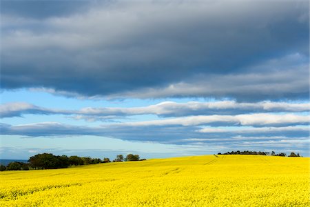 simsearch:6109-07498113,k - Scenic countryside with bright yellow canola field and dark clouds in sky at St Abbs in Scotland Stock Photo - Premium Royalty-Free, Code: 600-09013865