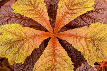 Close-up of Giant saxifragaceae (Rodgersia podophylla) plant in Dunvegan on the Isle of Skye, Scotland Photographie de stock - Premium Libres de Droits, Code: 600-09013867