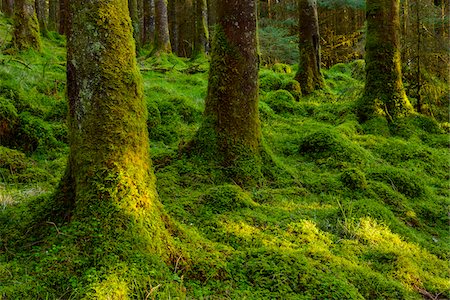 scottish (places and things) - Strong mossy tree trunks and forest floor in a conifer forest at Loch Awe in Argyll and Bute in Scotland Stock Photo - Premium Royalty-Free, Code: 600-09013874