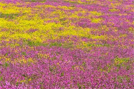 simsearch:700-08122229,k - Close-up of field with pink flowers and blooming canola at Bamburgh in Northumberland, England, United Kingdom Photographie de stock - Premium Libres de Droits, Code: 600-09013898