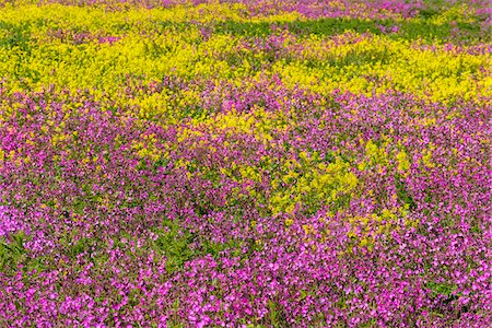 simsearch:700-08122229,k - Close-up of field with pink flowers and blooming canola at Bamburgh in Northumberland, England, United Kingdom Foto de stock - Sin royalties Premium, Código: 600-09013899