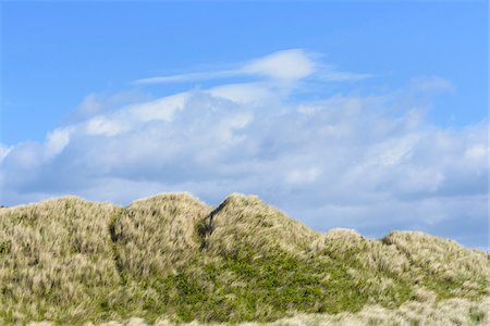 dune heath - Blowing dune grass at the beach with a cloudy blue sky at Bamburgh in Northumberland, England, United Kingdom Stock Photo - Premium Royalty-Free, Code: 600-09013901