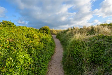 pathways not people - Pathway lined with ivy plants next to the sand dunes at Bamburgh in Northumberland, England, United Kingdom Stock Photo - Premium Royalty-Free, Code: 600-09013940