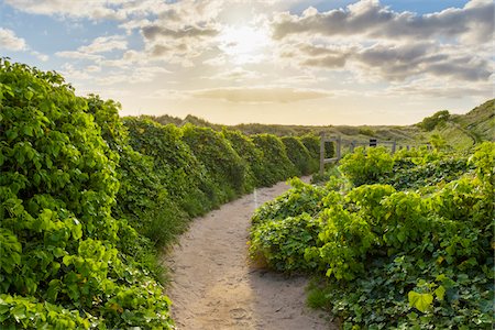 path not people not building not city - Sunny morning with a pathway lined with ivy plants next to the sand dunes at Bamburgh in Northumberland, England, United Kingdom Foto de stock - Sin royalties Premium, Código: 600-09013941