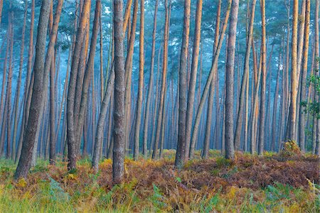 Sunlight reflecting on tree trunks of pine forest on a misty morning in autumn in Hesse, Germany Stock Photo - Premium Royalty-Free, Code: 600-09022369