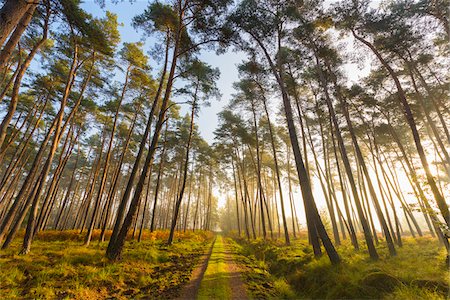 evergreen tree - Path through silhoueted trees in a pine forest on a misty, sunny morning in Hesse, Germany Stock Photo - Premium Royalty-Free, Code: 600-09022377