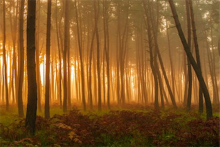 Silhouetted tree trunks in pine forest on misty morning at sunrise in Hesse, Germany Foto de stock - Sin royalties Premium, Código: 600-09022372