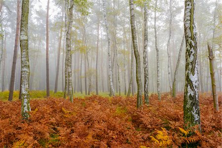 picture of vegetation of europe - Tree trunks in a birch forest in autumn in Hesse, Germany Stock Photo - Premium Royalty-Free, Code: 600-09022384
