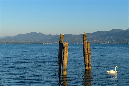 Gull on boat docking post and mute swan on Lake Garda (Lago di Garda) at Punta San Vigilio in Garda in Veneto, Italy Photographie de stock - Premium Libres de Droits, Code: 600-09022403