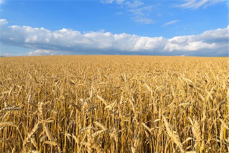 simsearch:649-06401239,k - Wheat field in summer at Schoenanger in the Bavarian Forest, Bavaria, Germany Stock Photo - Premium Royalty-Free, Code: 600-09022478