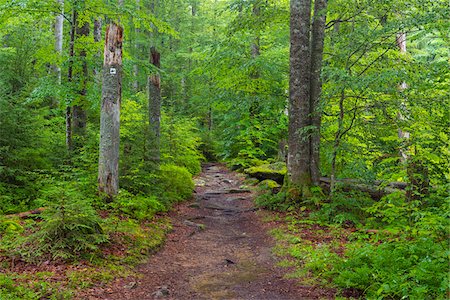 park path - Trail through forest after rain at Waldhauser in the Bavarian Forest National Park in Bavaria, Germany Stock Photo - Premium Royalty-Free, Code: 600-09022487