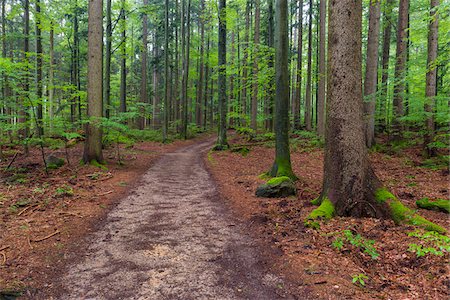 simsearch:600-08578859,k - Trail through forest after rain at Spiegelau in the Bavarian Forest National Park in Bavaria, Germany Photographie de stock - Premium Libres de Droits, Code: 600-09022490