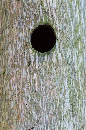 peeling bark - Close-up of hole in tree trunk at Neuschoenau in the Bavarian Forest National Park in Bavaria, Germany Stock Photo - Premium Royalty-Free, Code: 600-09022526