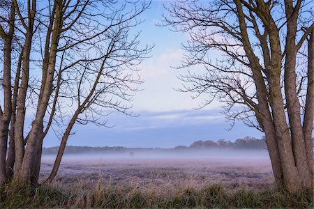 purple scenic - Bare trees and misty meadow in Autumn at dawn in Hesse, Germany Stock Photo - Premium Royalty-Free, Code: 600-09035318