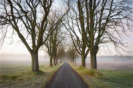 Chestnut tree-lined road on a misty morning in Autumn in Hesse, Germany Stock Photo - Premium Royalty-Free, Code: 600-09035323