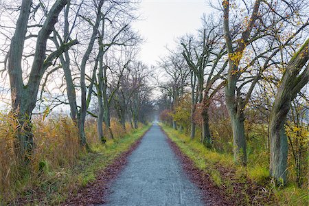 path fall - Bare, deciduous tree-lined lane in autumn in Hesse, Germany Stock Photo - Premium Royalty-Free, Code: 600-09035333