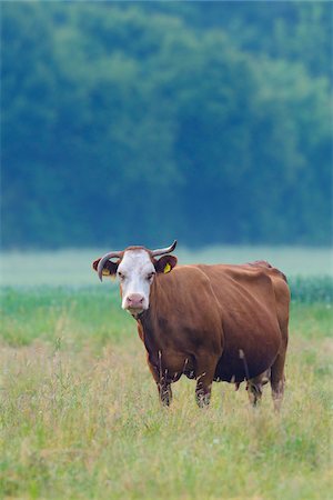 simsearch:600-02886705,k - Portrait of cow standing in meadow looking at camera in Hesse, Germany Stock Photo - Premium Royalty-Free, Code: 600-09035347