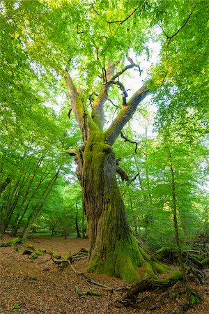 Old, common oak tree with twisted tree trunk in forest in summer, Hesse, Germany Foto de stock - Sin royalties Premium, Código: 600-09035343